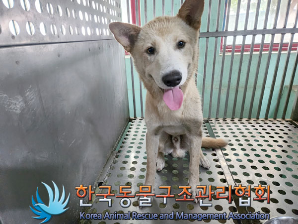 한국동물구조관리협회_441409202301195